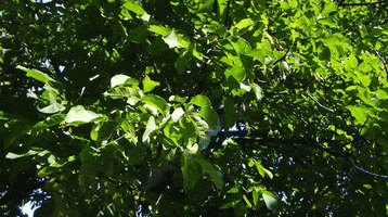 [profilbildo: Haroldo]