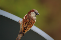 [profilbildo: Magda]